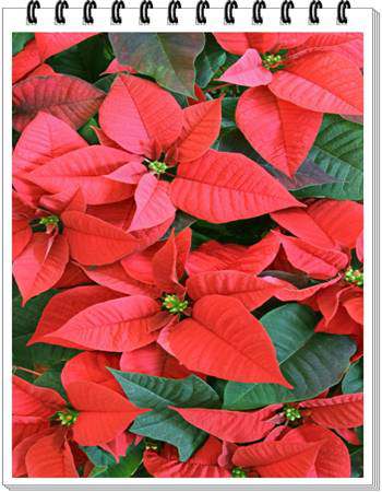 Poinsettia