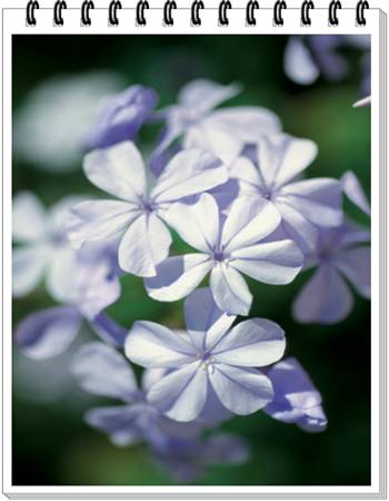 Plumbago