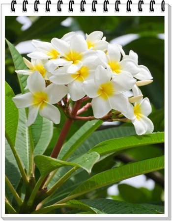 Plumeria