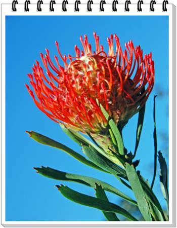 Protea