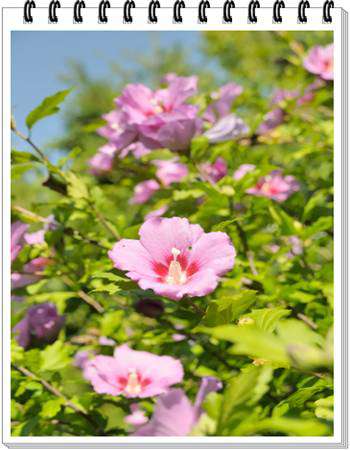 Rose of Sharon