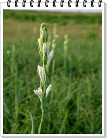 Tuberosa