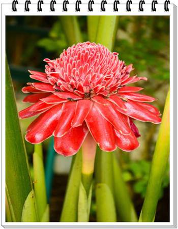 Torch Ginger