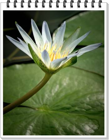 Water Lilies