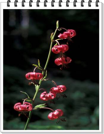 Turk's Cap Lily