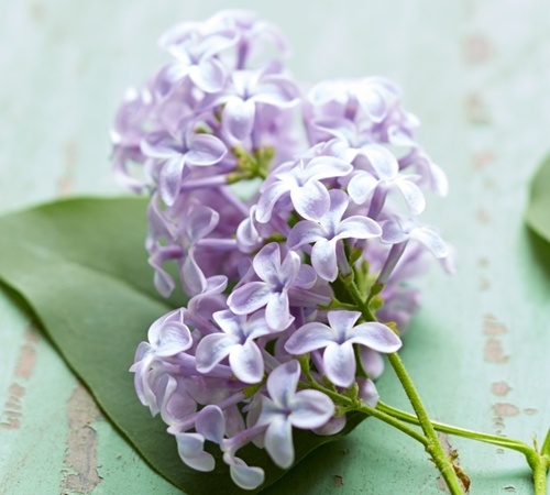Lilac Flower Petals