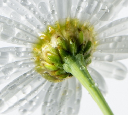 White Daisy Receptacle and Peduncle