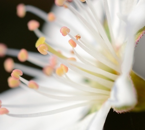 Plum Flower Gynoecium