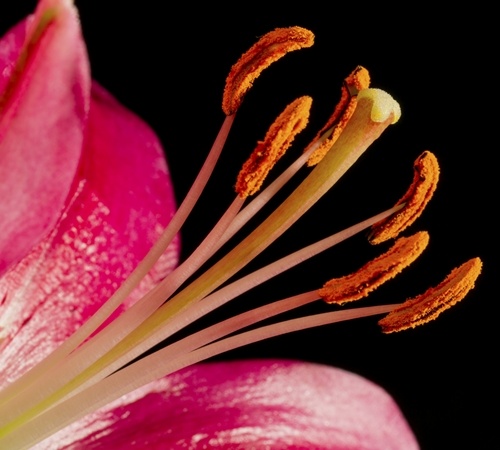 Pink Lily Stamen