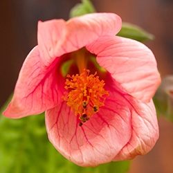 Abutilon