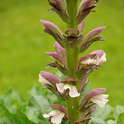 Acanthus