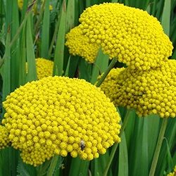 Achillea