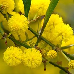 Acacia (Yellow)