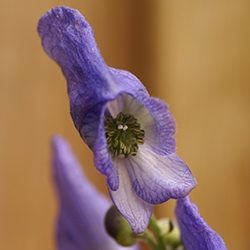 Aconite (Monkshood)