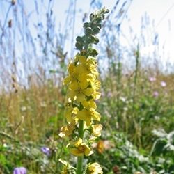 Agrimony