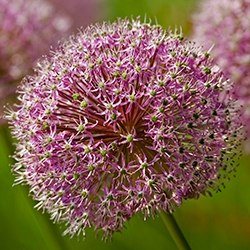 Alliums