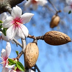 Almond Blossom