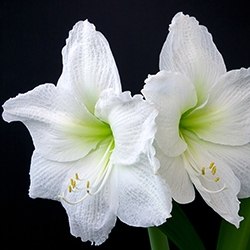 Amaryllis