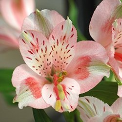 Alstroemeria