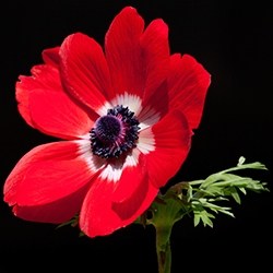 Anemone