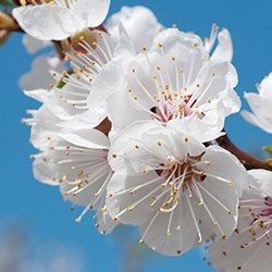 Apricot Blossom