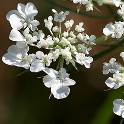 Angelica