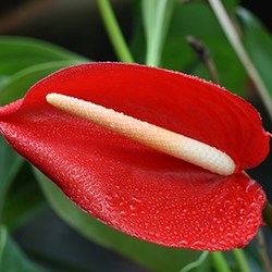 Anthurium