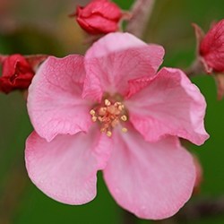 Apple Blossom