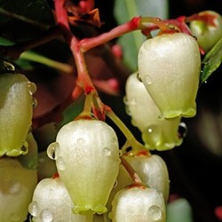 Arbutus