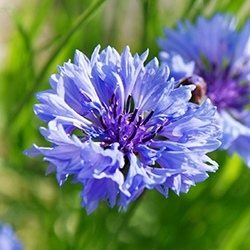 Bachelor Button (Bluebottle, Cornflower)