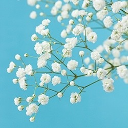 Baby's Breath