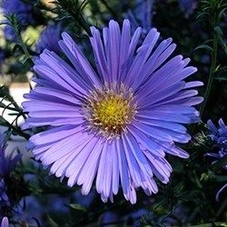 Aster