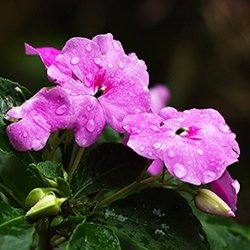 Balsam (Impatiens)