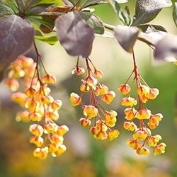 Barberry