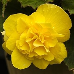 Begonia