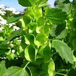 Bells of Ireland