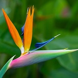 Bird of Paradise