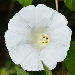 Bindweed (Convolvulus)