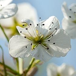 Blackthorn (Sloe)