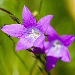 Blue Bell (Harebell, Campanula)