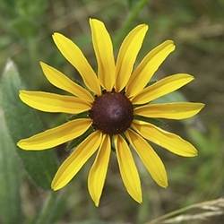 Black-Eyed Susan (Rudbeckia)