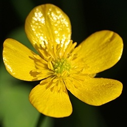 Buttercup