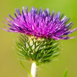 Burdock