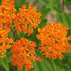 Butterfly Weed