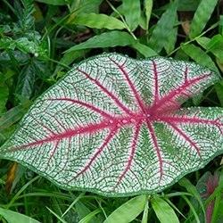 Caladium Leaves