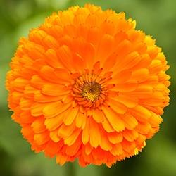 Calendula (Pot marigold)