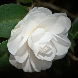 Camellia (White)