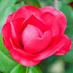 Camellia (Red)