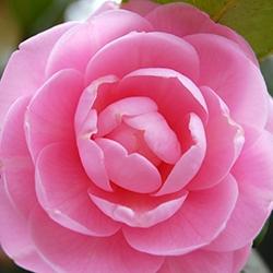Camellia (Pink)