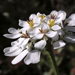 Candytuft (Iberis)